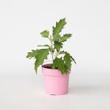 Plant in a Box
