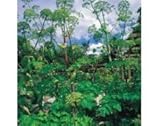 Herb Seeds - Angelica - 250 Seeds