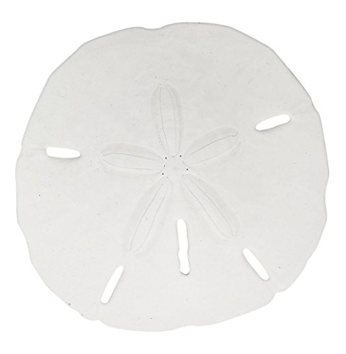 15 Round Sand Dollars 2.5 - 3