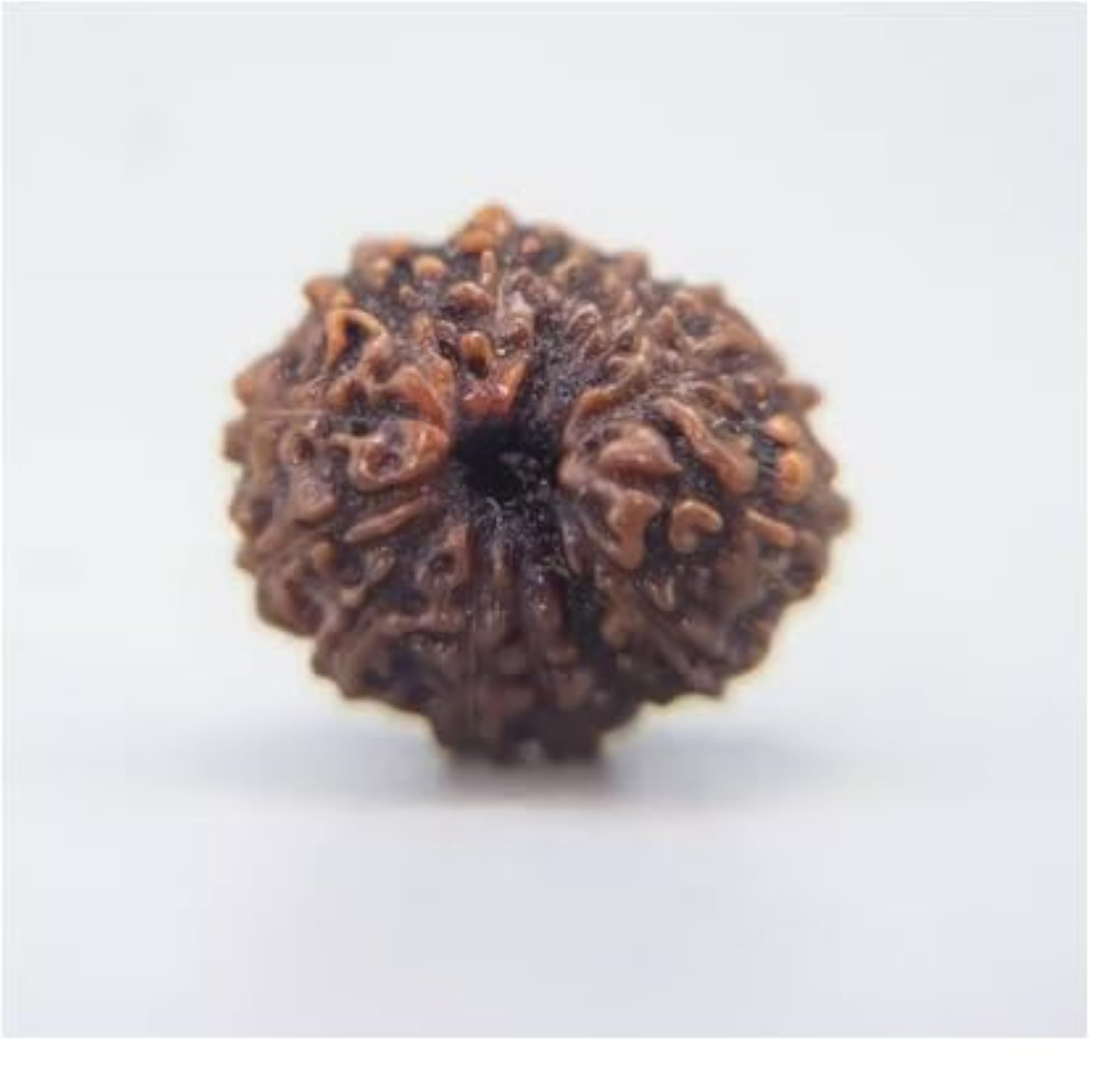 13 Mukhi Nepali Rudraksha Beads, Certified Genuine