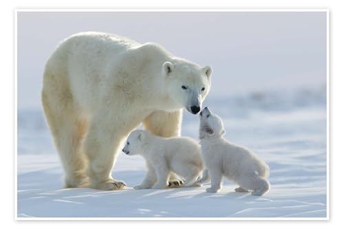 Famille d'ours polaire au Parc national Wapusk, Canada Poster de David Jenkins 120 x 80 cm Tableaux Décoration murale