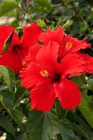 Miniatura 2 de 10 semillas de flores de hibisco rojo doble