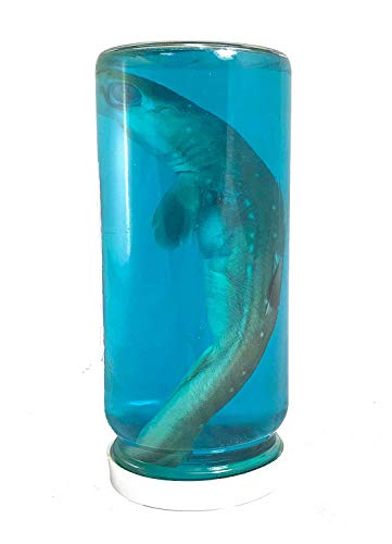 The Shell Connection 06353 Real Shark In A Bottle Jar, Marine Specimen Taxidermy thumb #7