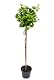 Pflanzen Böring Ginkgo biloba Mariken