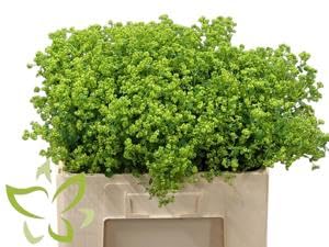 Alchemilla mollis robustica 50cm : lot de 50 plants pour bordures
