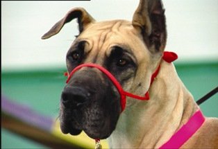 Humboldt Snoot Loop: Large, Red for Dogs