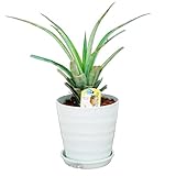 観葉植物に！【スナッ