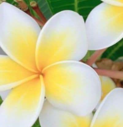 Amazon｜プルメリア苗 ホワイト ハワイ｜観葉植物 オンライン通販