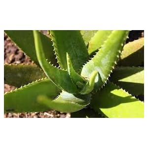 Generic Fresh 100st Aloë Vera Planten ZADEN voor opplant Lichtgroen