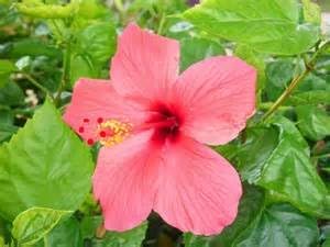Miniatura 2 de Malva rosa, más de 100 semillas, hermosas flores de rosas brillantes, flores, jardín