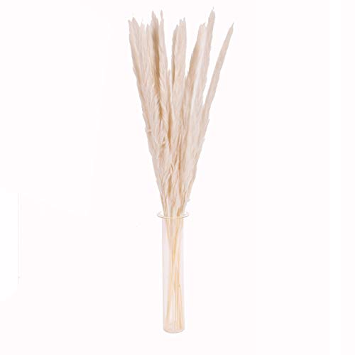 TONGXU 15 PCS Flores Secas Naturales Pampas Grass, Phragmites Communis Bouquet para Arreglos Florales, Decoración del Hogar y Bodas (1 Juego Color Blanco, 50cm)