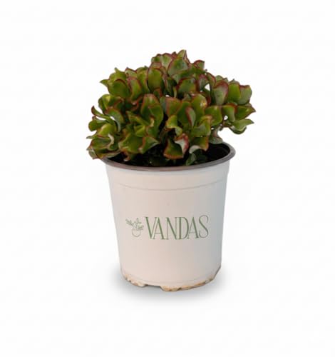 Vandas Crassula Argentea – Pianta Grassa Ornamentale | Vaso Diametro 14 cm, Altezza 26 cm | Foglie Carnose e Fioritura a Stella | Facile Cura | Made in Italy