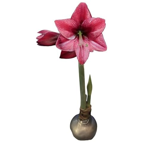Silver Waxed Revelation Amaryllis Bulb Size 28/30 Cover