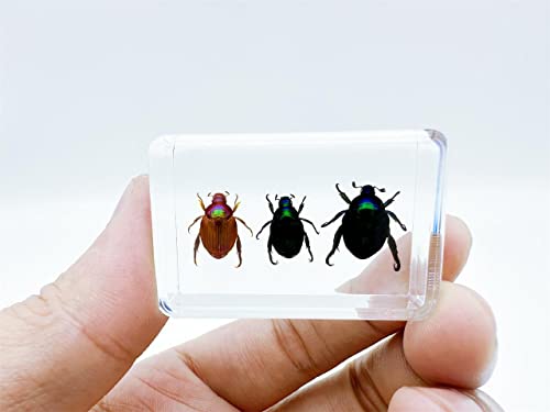 Image of Various Cute Resin Insects, Insect Specimens，Resin Preservation, Resin Amber for Children's Science Education, Collection (Three Little Beetles)