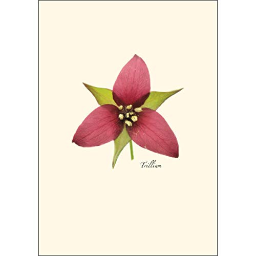 Image of Earth Sky + Water - Wildflower Assortment II Notecard Set - 8 Blank Cards with Envelopes (4 each of 2 styles)