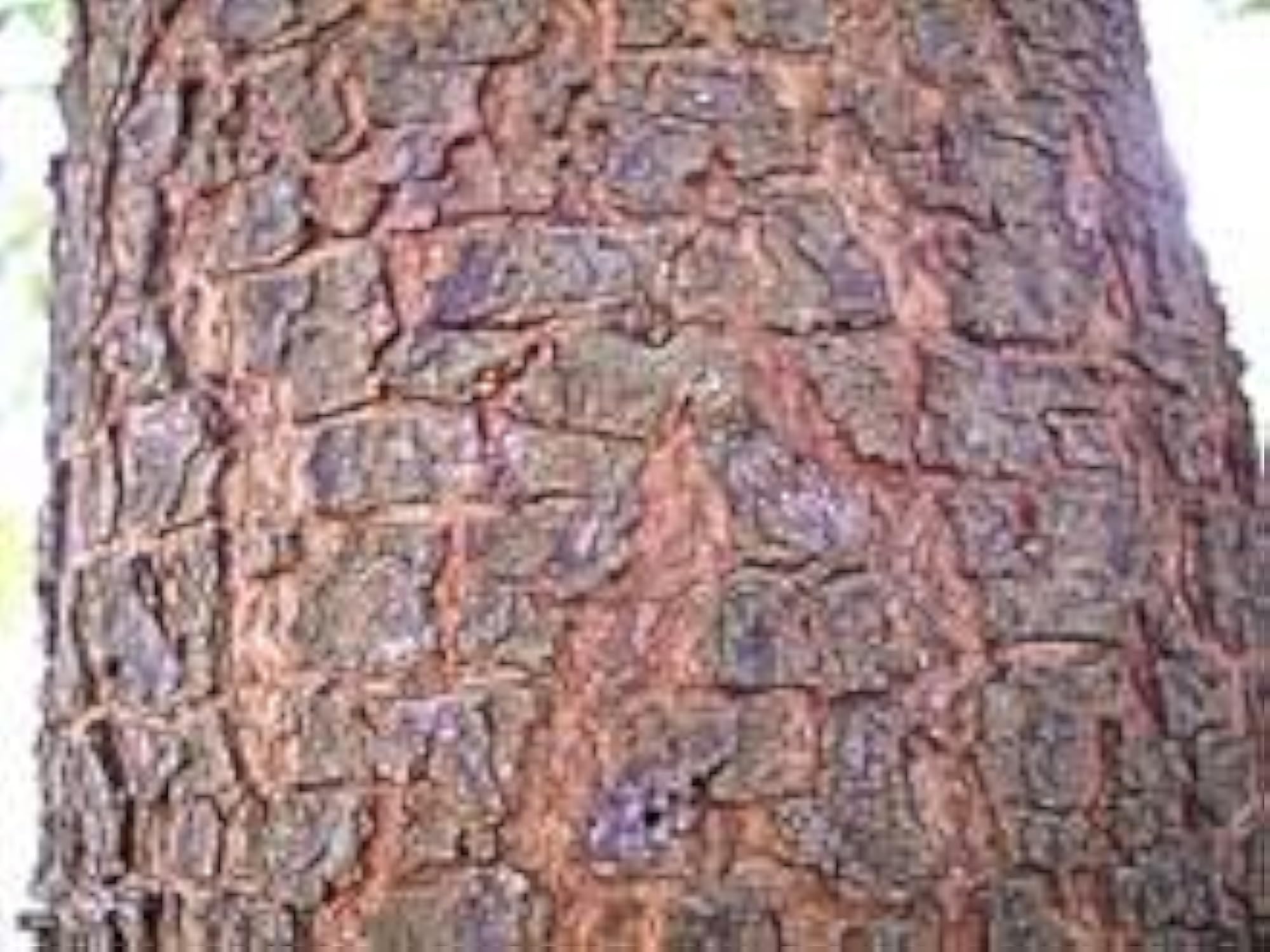 NALLA Neem Bark 400g