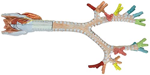 Modèle médical de l'arbre bronchique pour cours de biologie - 3