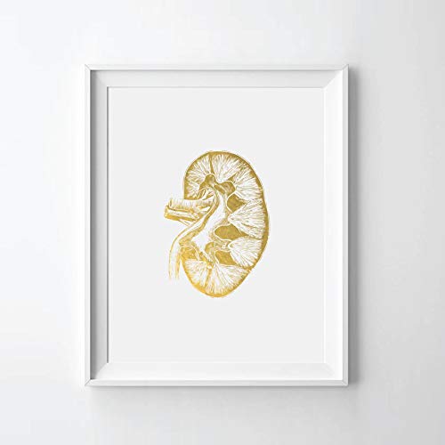 Human Kidney II Gold Foil Art Print Human Kidney Anatomy Gold Print Human Kidney Anatomy Gold Wall Art Decor (08" x 10" UNFRAMED)