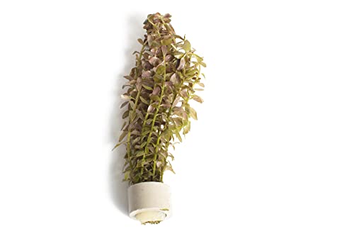 PondPlantsUK - Mixed Tropical Live Aquarium Plants (10 Strand Ringed Rotal Indica)