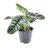 Plantenboetiek.nl