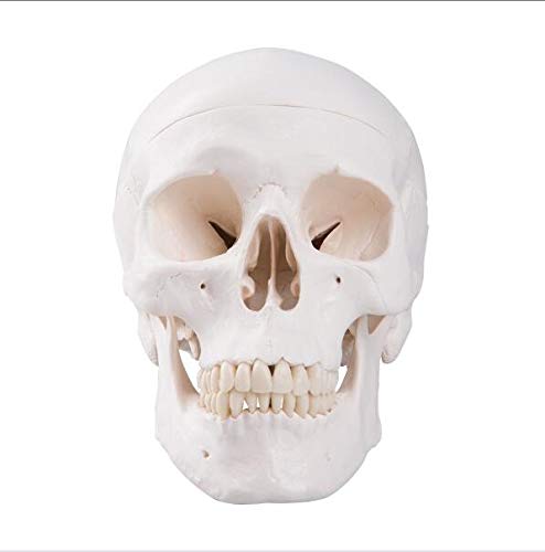 Model czaszki człowieka, model anatomiczny głowy, anatomiczna głowa, materiały dydaktyczne do nauki anatomii, 21 * 8 * 1