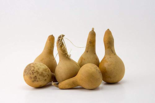 Mini Dipper Gourds for your Craft Project, Box of 15