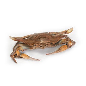 Carolina's Perfect Solution Blue Crab, Plain