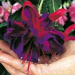 Fuchsia Giant Trailing Voodoo Garden Plug Plants Pack x6