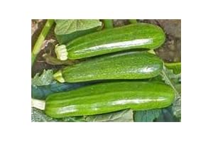 Zucchini: Your Fresh and Flavorful Kitchen Essential