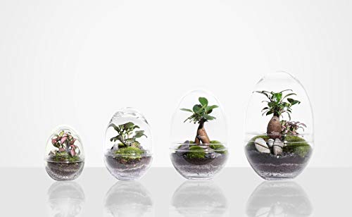 GREEN FACTORY Jurassic Lab terrarium groot - Afbeelding 4