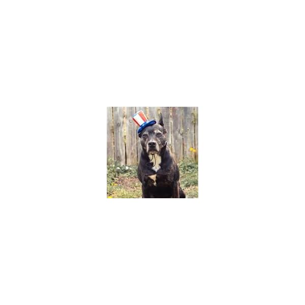 Midlee uncle sam 4th of july hat for large dogs headband- captain halloween costume - image 8