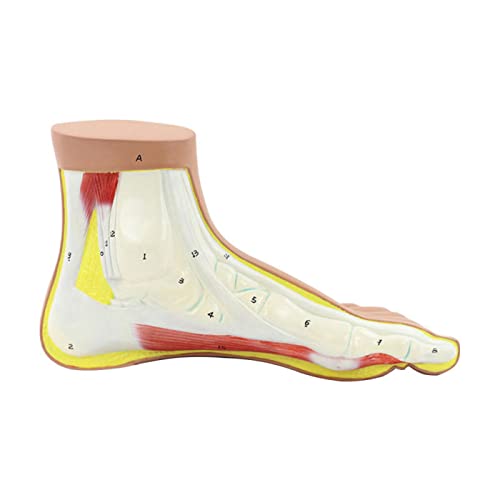 Modelo Anatómico del Pie Normal, Modelo Anatómico del Pie Plano Normal En Humanos. para Cursos De Medicina Y Biología