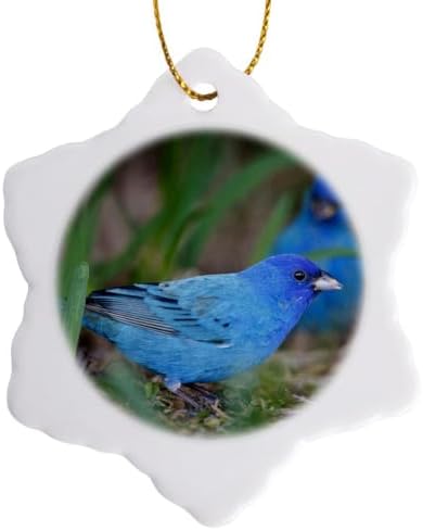 best bird feeders for indigo buntings that attract more birds than ever 5 3dRose Indigo Bunting Male Birds Feeding, Spring, Texas, USA-US44 LDI0956-Larry Ditto Snowflake Ornament