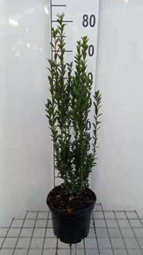 Ilex cren. 'Fastigiata' - Houx Crénelé 40-60 cm en pot