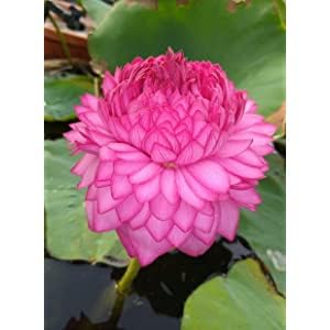 Image of PINK NELUMBO NUCLEAR. LOTUS. PODDO FLOWER PLANT)