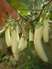 Aubergine Gretel Fruit Tendre A Des Graines Au Goût Sucré