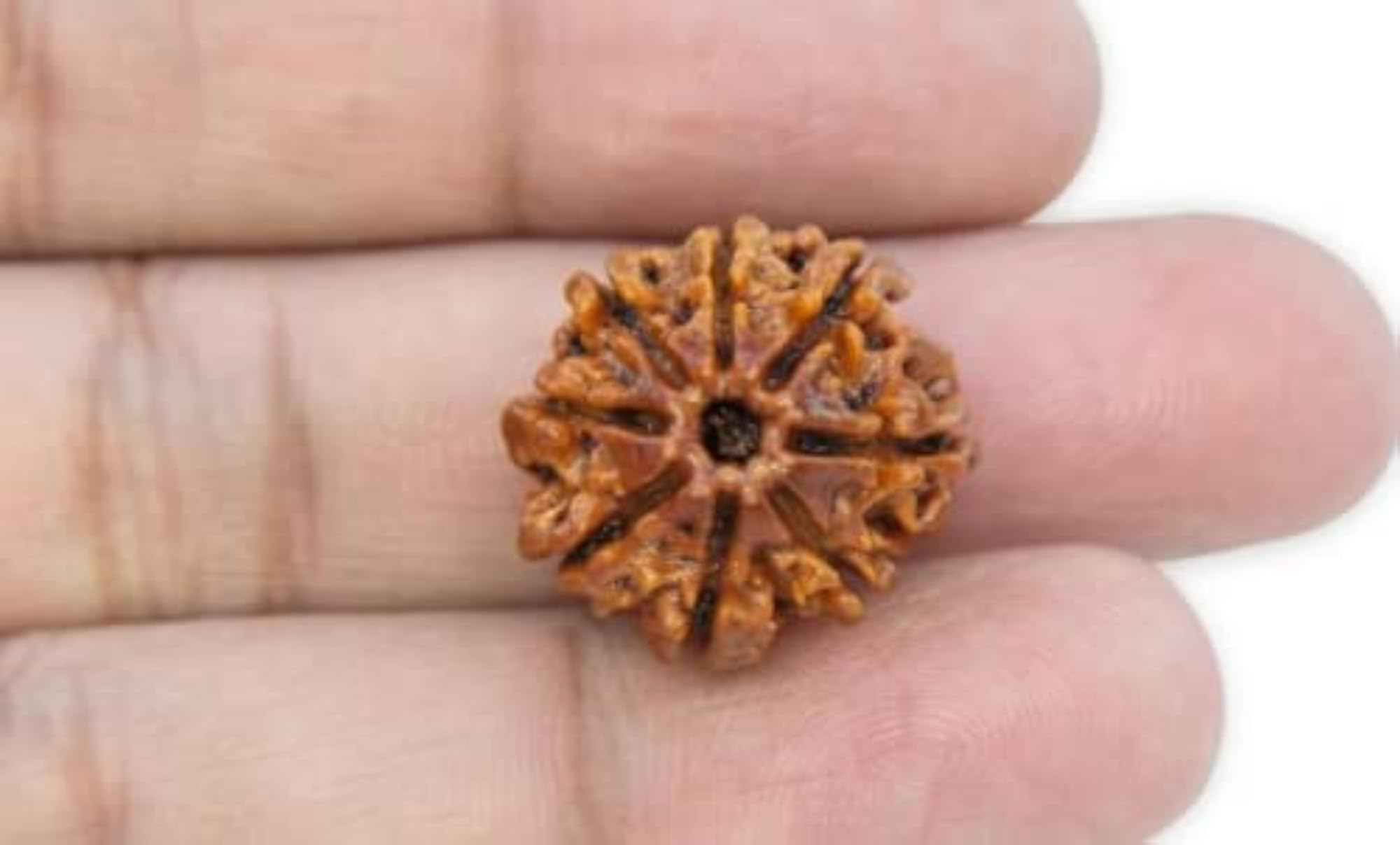 Genuine 8 Mukhi Rudraksha Bead, Original Certified