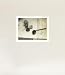 Laura Letinsky: Time's Assignation: The Polaroids
