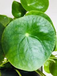 Image of UGAOO BHARAT Live Chinese Money Plant | Decorative, Indoor, Coin Leaf