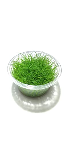 Marcus Fish Tanks Dwarf Hairgrass