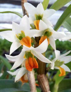 Dendrobium scabrilingue sp.-picture-21