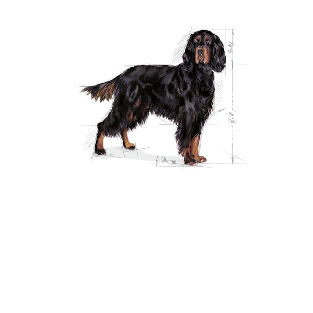 Royal Canin Sterilised Maxi sucha karma dla kastrowanych dużych psów, 12 kg
