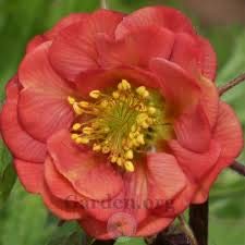 Geum Flames of Passion red semi-Double Flowers Perennial Plant Bees Butterflies 9cm Pot Free DELIVERY