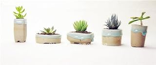 120 pcs Succulent semi-Anti-raiation, Imported Cactus semi lithops Hybrid Seeds, Fat Seed semiillas of Vegetable 5: Only Seeds