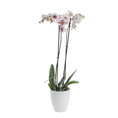 KENTIS - Orchidea Phalaenopsis Bicolore - Piante da Interno Vere Fiorite - H 60-70 cm Vaso Ø 12 cm