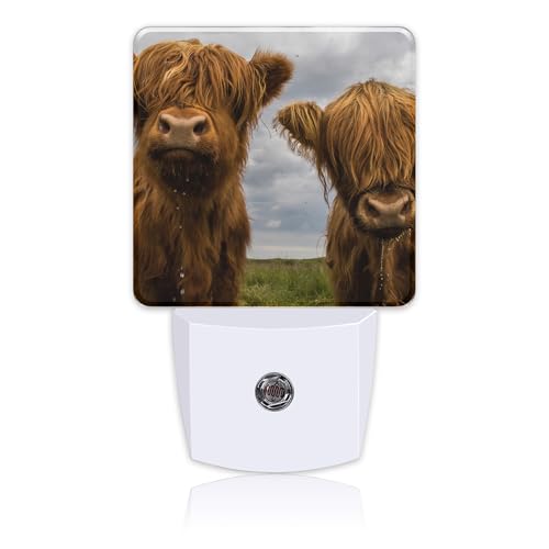 Image of Highland Cows Night Light with Dusk to Dawn Sensor for Kid Girls Boys Women Men Room Decor, Hallway, Kitchen, Bathroom, Nursery, Stairs
