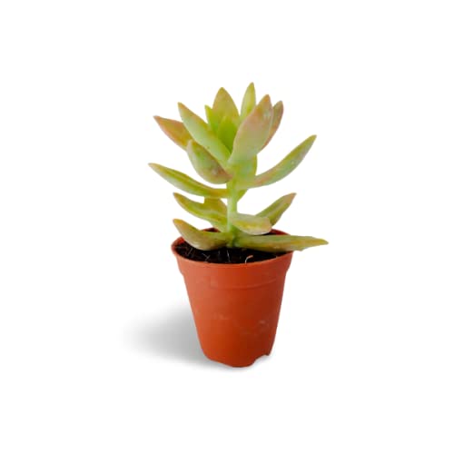 OhhSome Succulent Plant Golden Glow Sedum Clump-Forming (Healthy Live Plant)