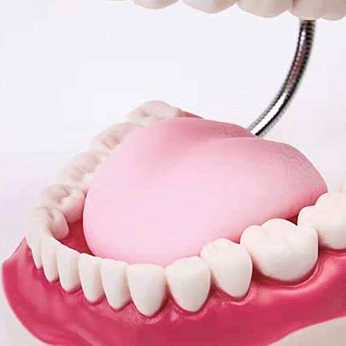 Modèle d'enseignement dentaire pour comprendre la structure des dents orales - 3