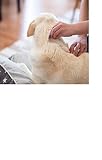 Flöhe - so werden Sie die Plagegeister wirklich los (Hund gesund 1) ...