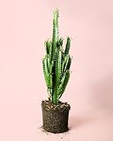 cactus san pedro achat Su crecimiento lento y forma simétrica aportan equilibrio visual y serenidad a la decoración.
